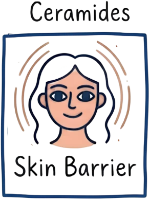 Ceramides — Skin Barrier