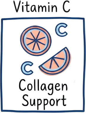 Vitamin C — Collagen Support